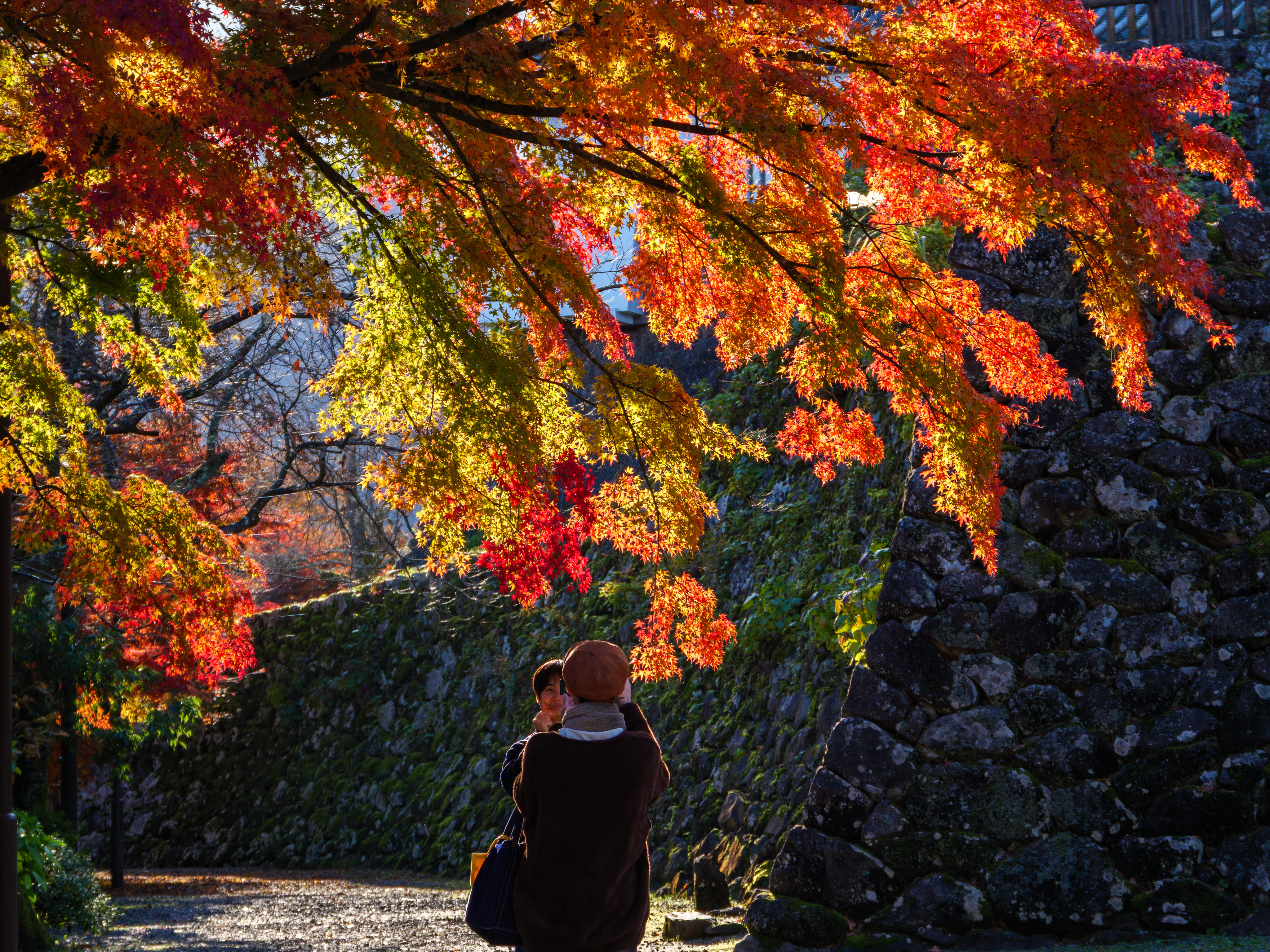 Ono Castle, Fukui. Taken one year after the previous photo
📷 Lumix G100D + Lumix 35-100mm f3.5-5.6